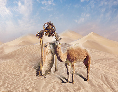 Camels in Qatar