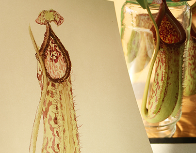 Carnivorous Plant | Illustration