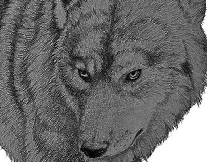 Wolf - sketch