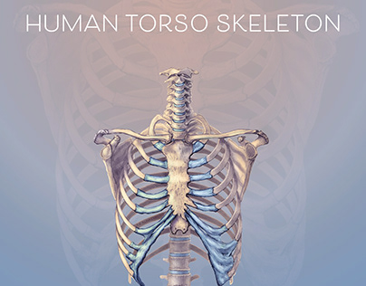 Human torso skeleton