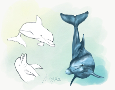 Dolphin sketch