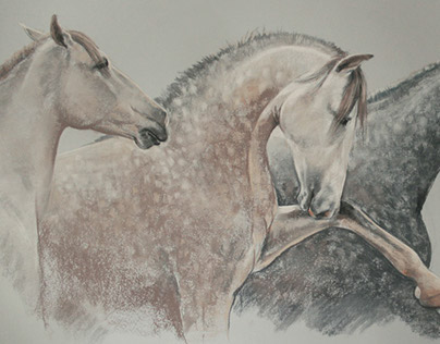 Horses - drawings