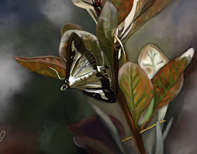 Boxtree Moth