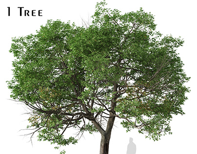 Quercus suber Tree ( Cork oak )