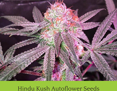 Hindu Kush Autoflower - 1 Seeds
