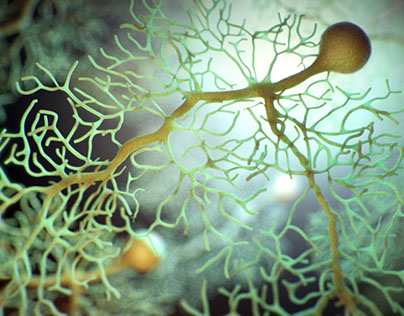 Neuron / Purkinje Cell