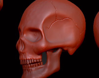 Human skull - Sculpture