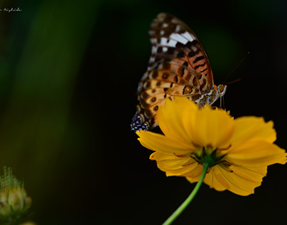 Butterfly and Golden cosmos..