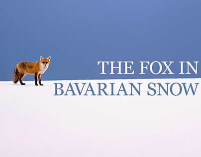 The Fox in Bavarian Snow