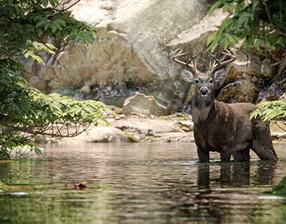 Brown Deer On water_CGI