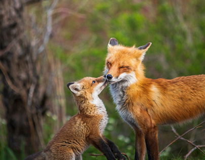 Male red fox and one of his pups