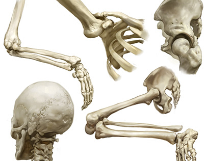 Anatomy Illustration: Bones (2017)
