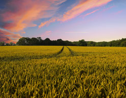 GMOS: The Future of Farming WebPage