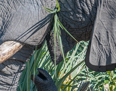Jacana, How do elephant eat palm leaves?