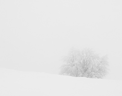Snow, fog, trees