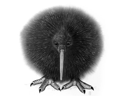 Kiwi Bird Projects | Photos, videos, logos, illustrations and branding on  Behance