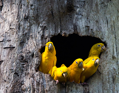 Aves amarelas