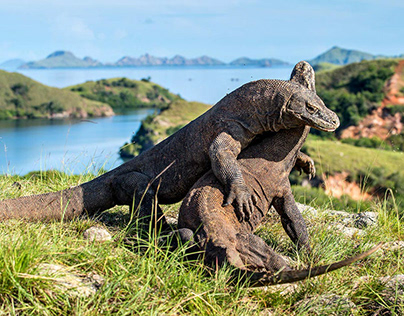 Learn About The Ancient Animal On Komodo Island