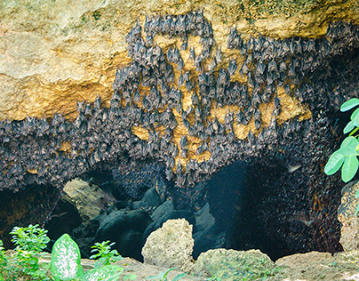 Monfort Bat Cave in Island Garden City of Samal