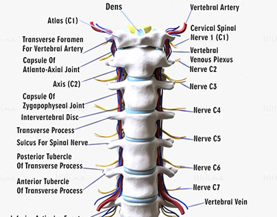 Cervical Spine Anterior Anatomy Nerve 3D Model