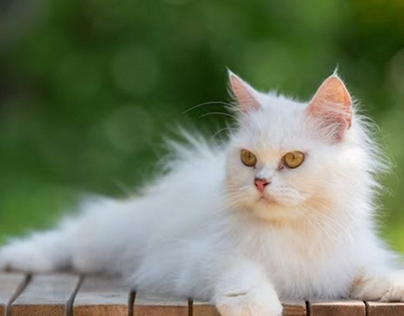 The Ultimate Guide to Recognizing a Purebred Ragdoll