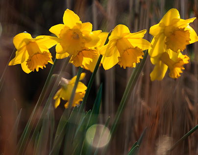 Daffodils 3