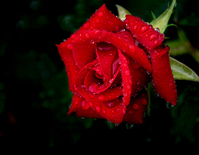 It nust be raining the roses are all wet!
