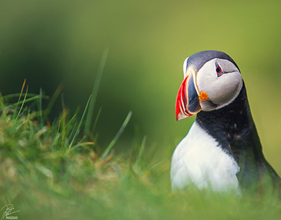 Miss of Iceland, Lady Puffin