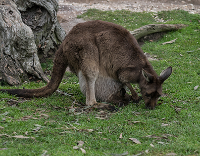 Female Grey Kangaroo and Joey