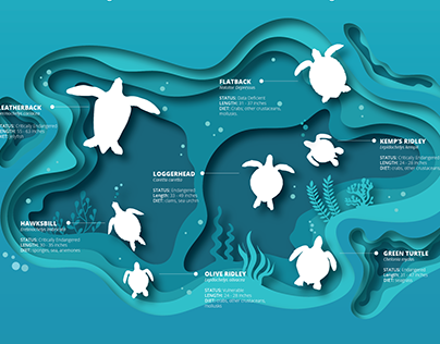 Sea Turtles Infographic
