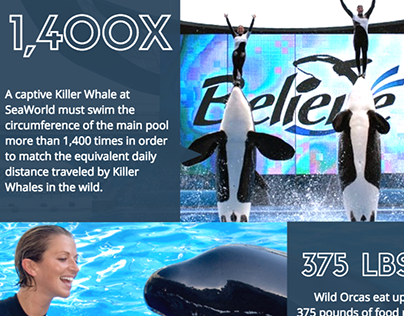 Killer Whales in Captivity | Infographic