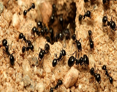 Little Black House Sugar Ants