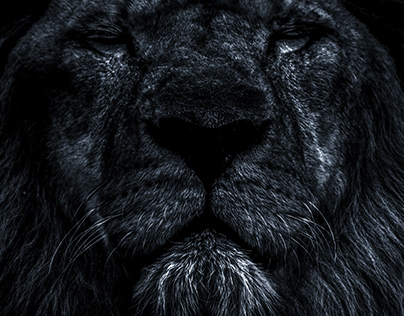 Lions portraits