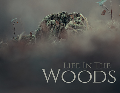 Life In The Woods
