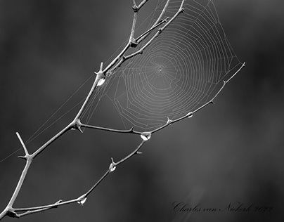 Natural branches, webs, spirals and textures