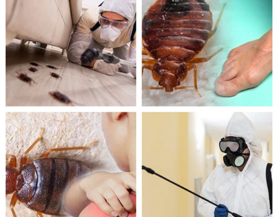 Bed Bug Control Melbourne By Professional