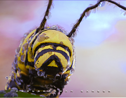 Caterpillar | CGI