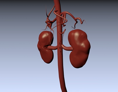 Kidney Illustration