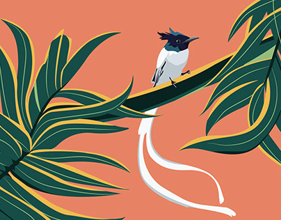 The Asian Paradise-Flycatcher