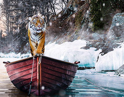 Tiger on Boat