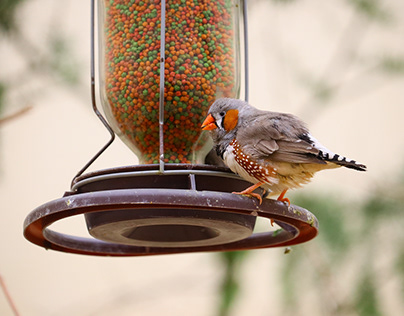 Peluang Usaha Pakan Burung: Bisnis Permintaan Tinggi