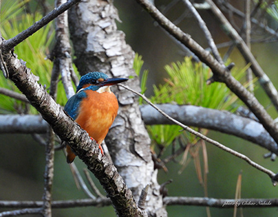 KINGFISHER...captured by Nikon COOLPIX P1000