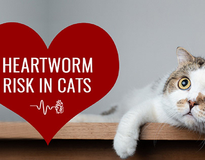 Heartworm Symptoms in Cats - CanadaVetExpress