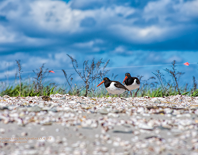 Long Beach Oyster Catchers, Stratford, CT