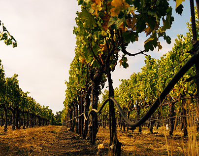 Vineyards, Wineries, Grapes and Wine