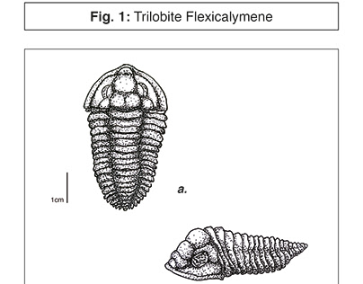 SCIENTIFIC ILLUSTRATION | Trilobite.