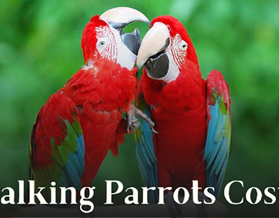 How Much Does a Talking Parrot Cost? (Updated in 2022)
