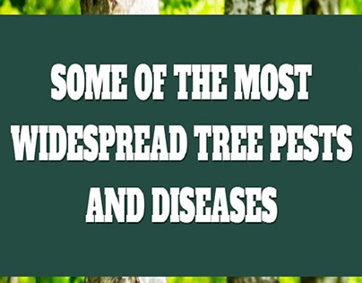 Some of the Most Widespread Tree Pests and Diseases