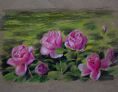 Этюд "Любимые розы." Крафт, карандаши. 29 x 42 см.