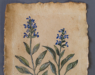Herb paintings